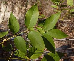 Image result for Fraxinus velutina