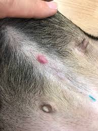The short hair shafts are easily forced backward into the hair follicles while the dog is walking. What Is This On My Dogs Belly It Just Appeared Sometime Yesterday And Has Become Slightly Bigger Today It S Doesn T Seem To Bother Her Or Pain Her Album On Imgur