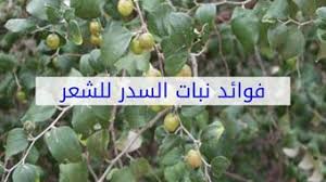السدر لتكثيف الشعر تجربتي قصتي مع تطويل وتكثيف الشعر