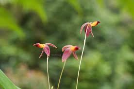 Image result for Bulbophyllum elliotii