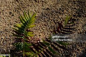 Image result for Encephalartos aplanatus