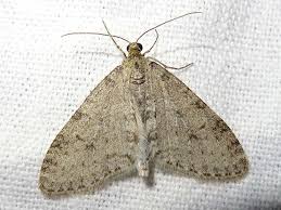 Image result for Trichopteryx