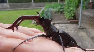 Lucanus (lucanus) cervus (linnaeus, 1758) = lucanus capreolus fuessly 1775 = lucanus scapulodonta weinreich 1963. Lucanus Cervus Judaicus Bugman S Kaferwelt