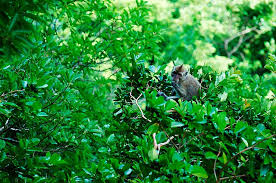 Image result for Hilsenbergia petiolaris