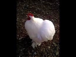 We did not find results for: White Bantam Cochin Cockerel Youtube