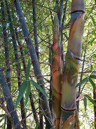 Image result for Bambusa balcooa