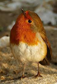 bitte futtert uns im winter und bitte gebt uns auch im winter frisches wass animals beautiful animals cute animals