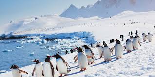 The horrifying sight is a result of the penguin's diet. Meet The Penguins Of Antarctica Hurtigruten