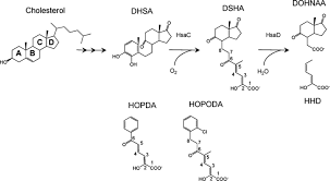 The site owner hides the web page description. The Successive Reactions Catalyzed By Hsac And Hsad In The Catabolism Download Scientific Diagram