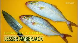 Lesser Amberjack Ii Clean Fillet Cook Youtube Fillet Cooking Cooking Seafood