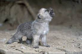 Wolf print, baby animal prints, the crown prints, woodland animals, wildlife art, wildlife prints, nursery wall art, animal nursery art. Wildlife Eurasian Baby Wolf Howling So Cute Babies Wolf Pup Baby Wolves Wolf Howling