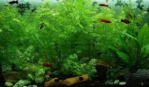 Umbrella papyrus, umbrella sedge, umbrella palm. Popular Houseplants You Can Use In A Fish Tank Sunny Life Mag