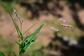 Image result for Persicaria lapathifolia