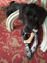 Black And White Lab Black And White Lab Pointer Mix 15 Months Old I Love Dogs Best Dogs Dogs
