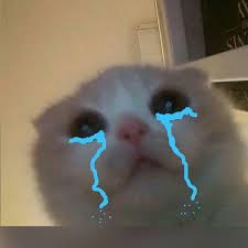 6 142 Begenme 95 Yorum Instagram Da Ben Bir Kediyim Miyuv Miyavliseyler Bana Seni Seviyorum De Hain Cute Cats Cats Cute