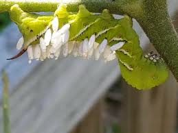 A fresh gel to cleanse and sanitise your. Tomato Hornworms And Parasitic Wasps