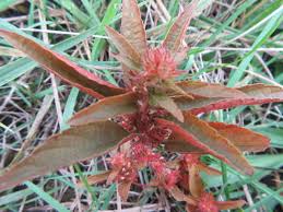 Image result for Acalypha segetalis