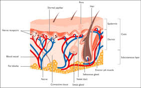 Anatomy of the human skin with english language labels. Labelled Diagram Of A Skin Trusted Wiring Diagrams