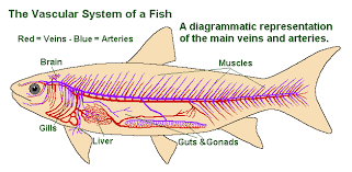 There are two chambers in fish's heart. Fish Circulatory System 101 How The Heart Blood Work Earth Life