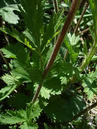 Image result for Eriosema pentaphyllum