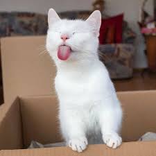 This is a black cat weekend so come on fellow black cats let s. Funny Cat With Tongue Out Meme