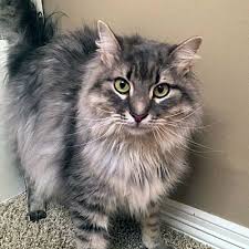 Learn more about this breed. Arlington Ft Worth Tx Maine Coon Meet Niko A Pet For Adoption