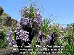 Image result for Xerophyta wentzeliana