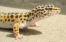 This is a place for beginners and advanced keepers to discuss and share anything pertaining to leopard geckos. Common Leopard Gecko Facts Habitat Diet Lifespan Pictures