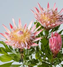 Protea kaufen & verschicken | BLUME2000