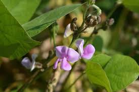 Vine with purple flowers 5 petals. 9 Best Climbing Plants And Vines With Purple Flowers Florgeous