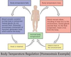 Maybe you would like to learn more about one of these? Maintaining Homeostasis In The Human Body Can Cbd Have An Impact