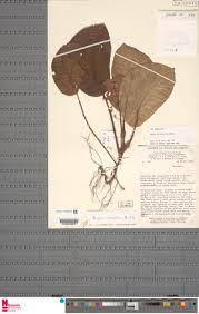 Image result for Begonia hirsutula