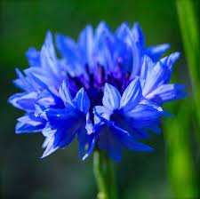 Cornflower Blue Blue Wedding Flowers Cornflower Amazing Flowers