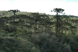 Image result for Arauk rie Araucaria
