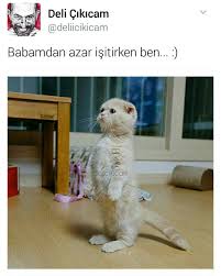 Vuslat Adli Kullanicinin Sirli Sozler Panosundaki Pin Kedi Sevimli Kedi Yavrulari Sevimli Kediler
