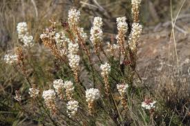 Image result for Hebenstretia