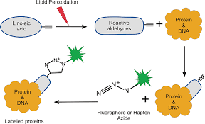 All cells in an organism have the same genetic content, but the genes used (expressed) by the cell may be regulated in different ways. An Introduction To Reactive Oxygen Species Measurement Of Ros In Cells April 7 2021