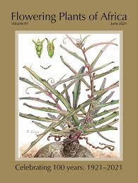Image result for Xerophyta scabrida