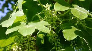 Image result for Plantago palmata