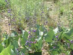 Image result for Neorautanenia mitis