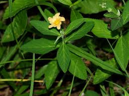 Image result for Sida rhombifolia