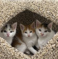 Cheney Feral Cats | Facebook