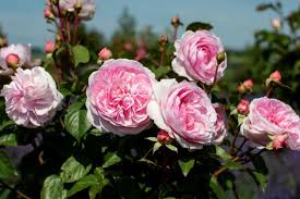 This english rose is the perfect shade of pink! Coming Up Olivia Roses Financial Times