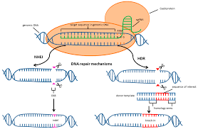 نتيجة بحث الصور عن ‪crispr‬‏