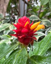 Image result for Costus