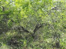 Image result for Brackenridgea