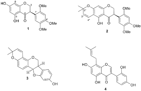 Image result for Erythrina sacleuxii