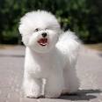 Bichon Frises for Sale in Warrenton, Virginia | Dogs on ...