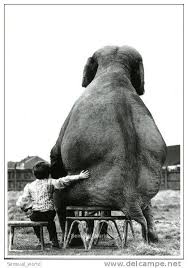 Mike Hollist My Pal The Elephant Elephant Poster Elephant Love Pets