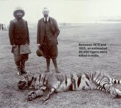 For centuries, hunting tigers was a ...